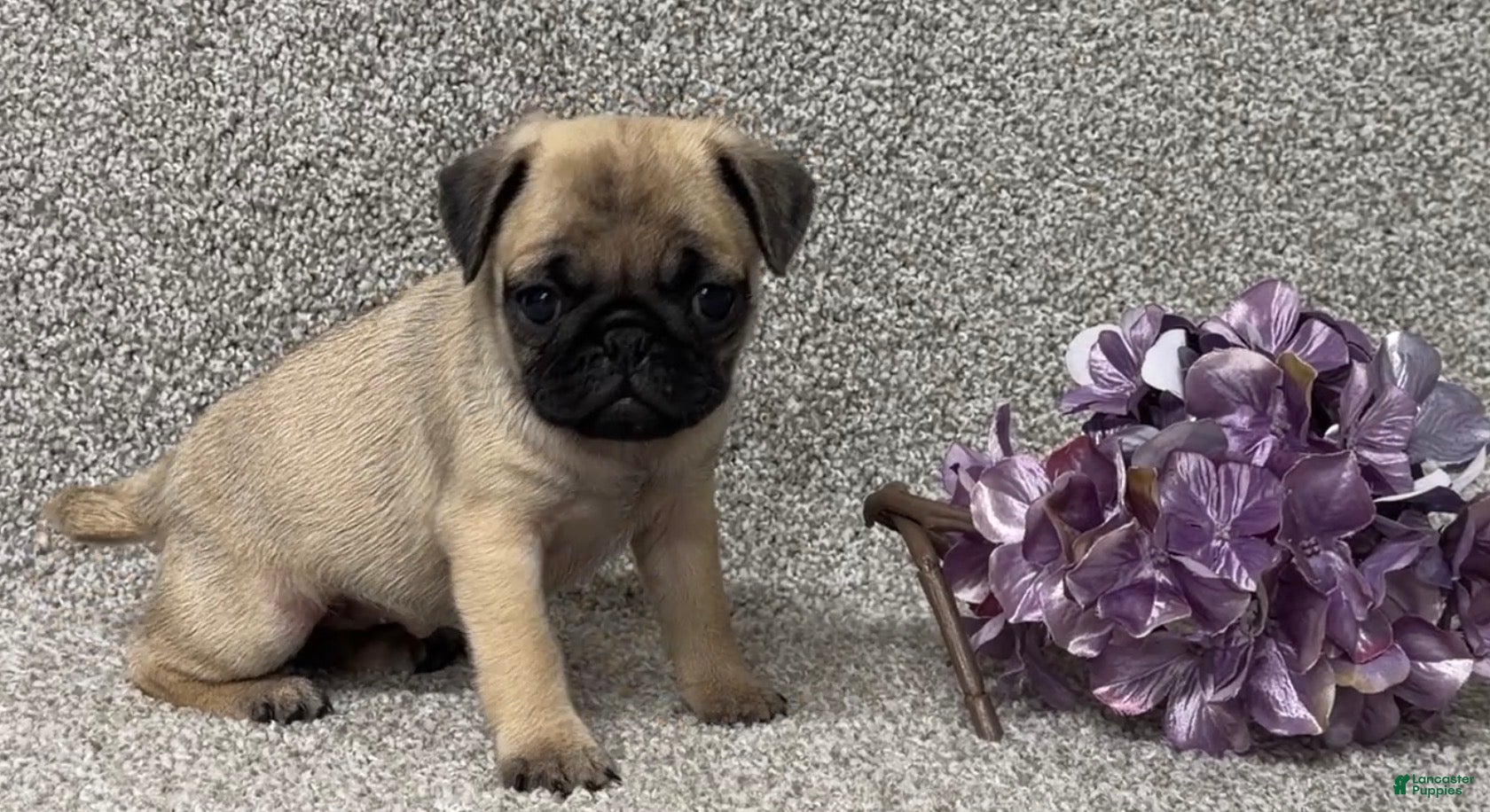 Pug dogs Dottie - Ad 2