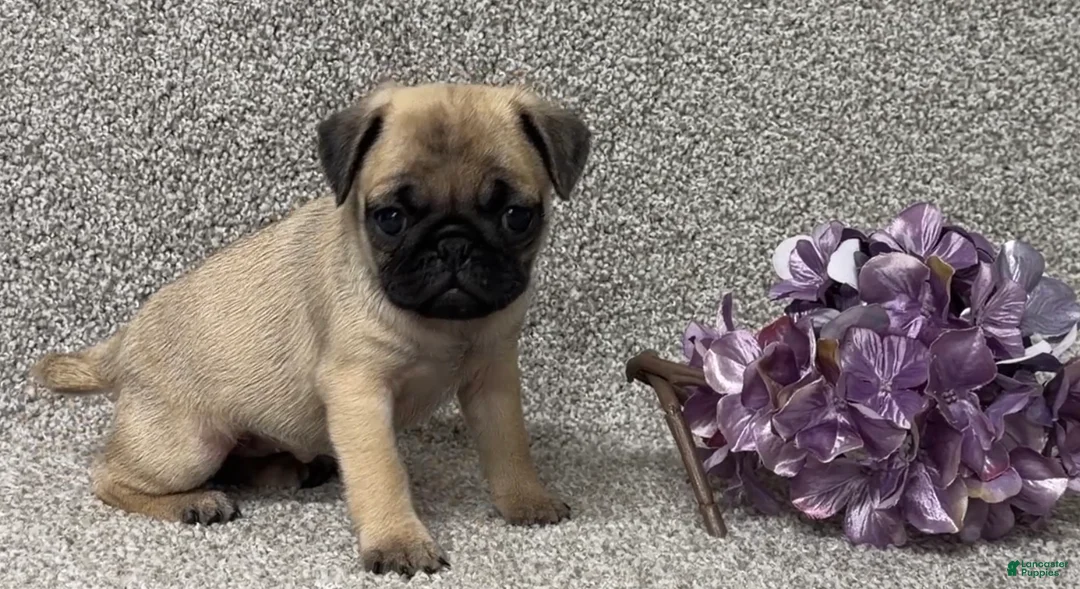 Pug dogs for sale: Dottie - Ad 2