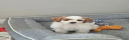 Cockapoo dogs for sale: Mason - Ad 4