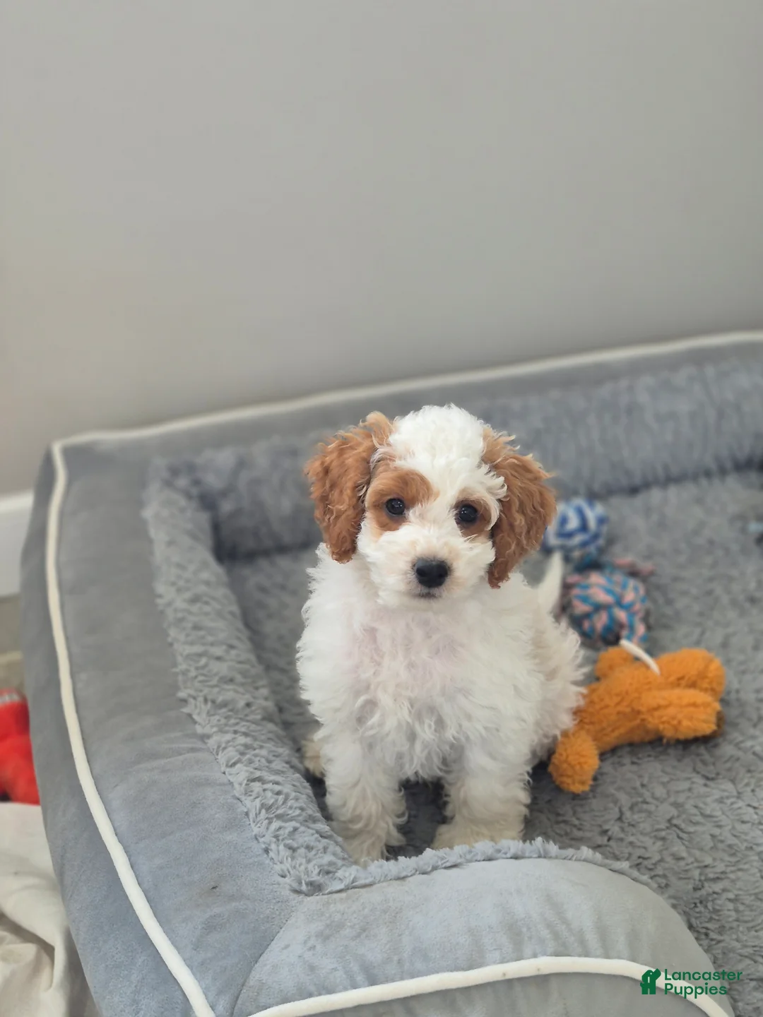 Cockapoo dogs for sale: Mason - Ad 4