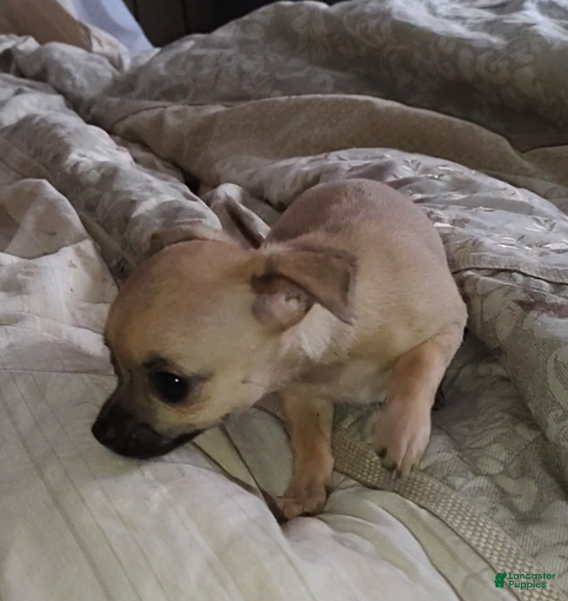 Chihuahua dogs Chihuahua Puppy 3 - Ad 32