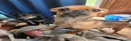 Chihuahua dogs for sale: Zena  - Ad 4