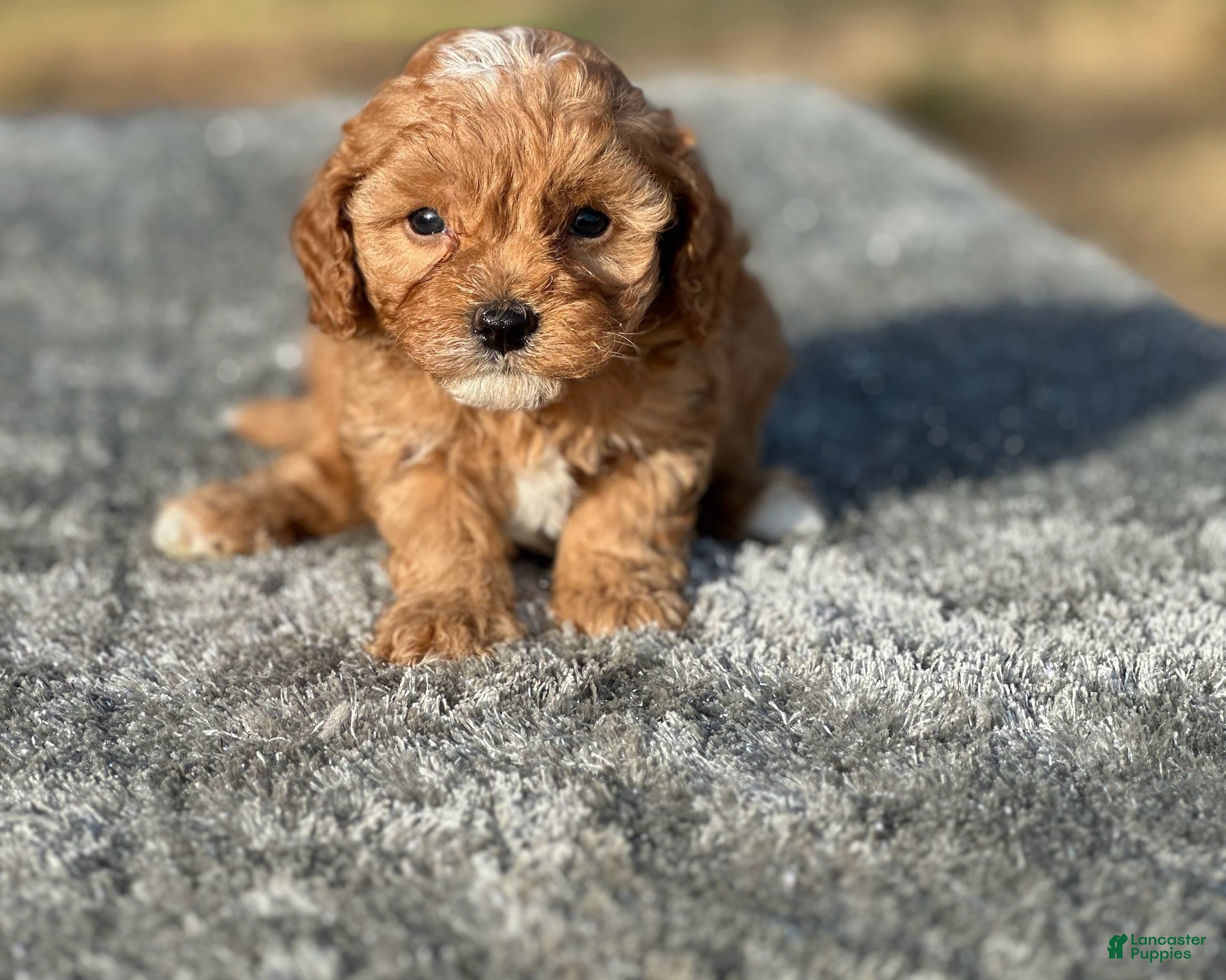 Cavapoo dogs Theo - Ad 2