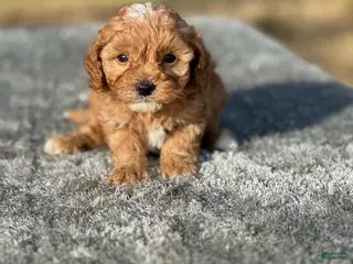 Cavapoo dogs Theo - Ad 2