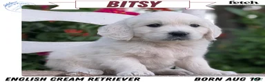 Bitsy