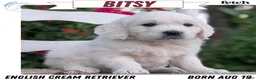Golden Retriever dogs for sale: Bitsy - Ad 1