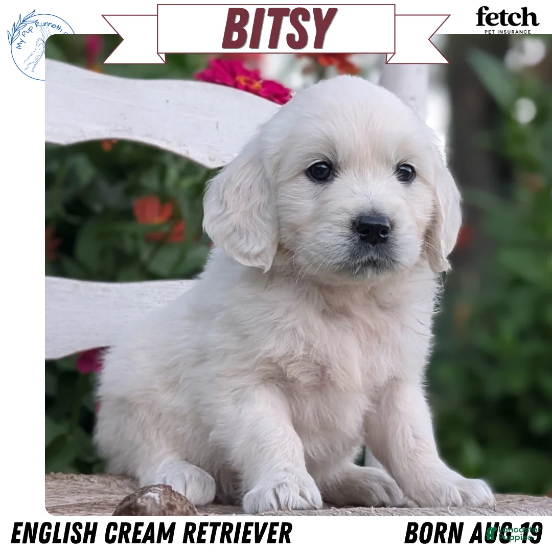 Golden Retriever dogs for sale: Bitsy - Ad 1