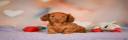 Dachshund dogs for sale: Rose - Ad 5