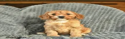 Cavapoo dogs for sale: May  - Ad 4