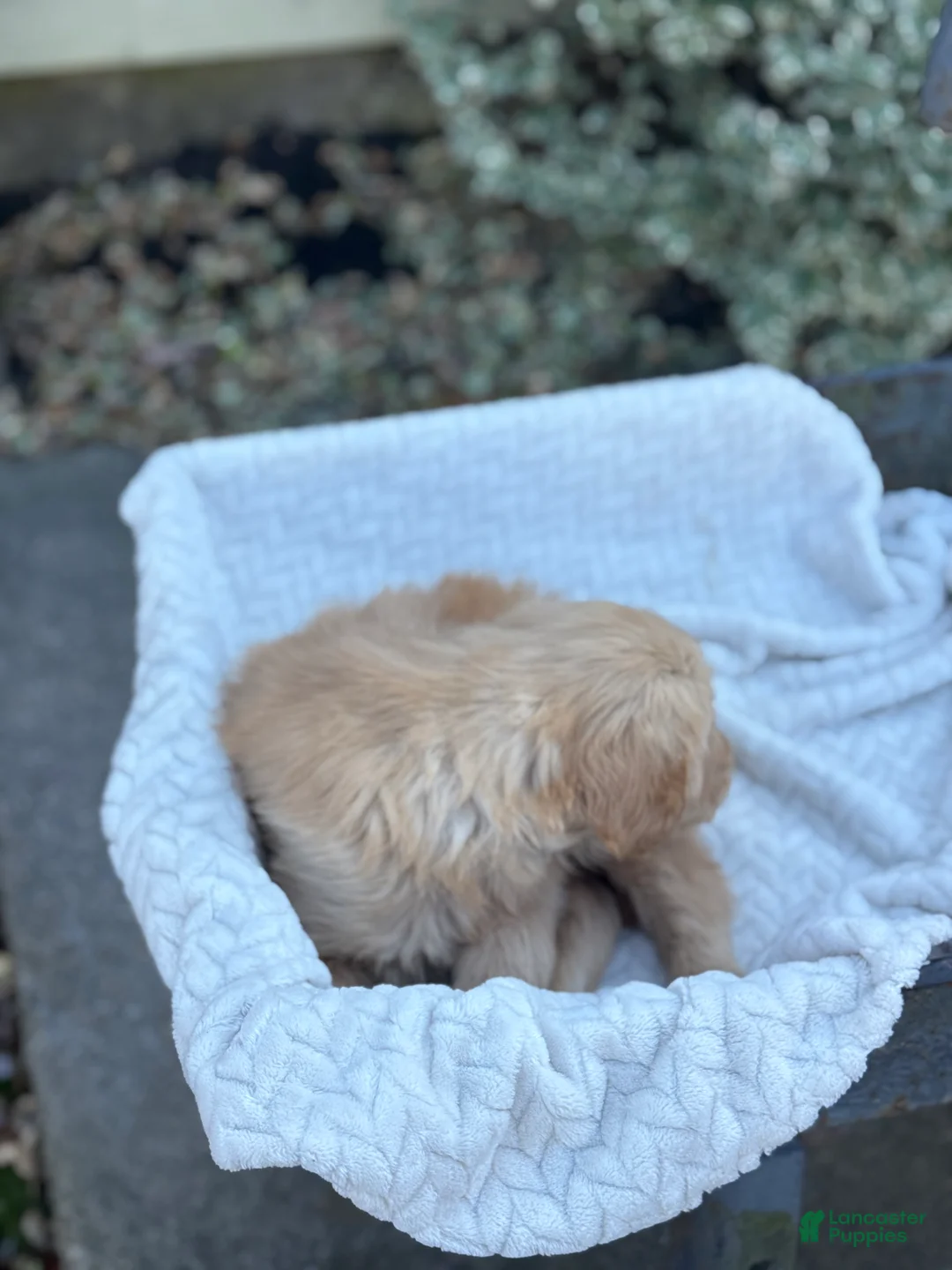 Golden Retriever dogs for sale: Morty - Ad 2