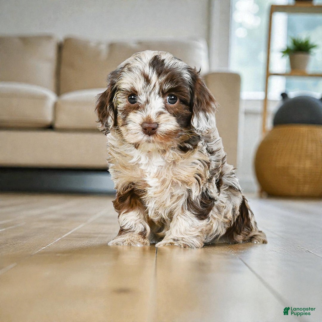 Cockapoo dogs for sale: dixie - Ad 2