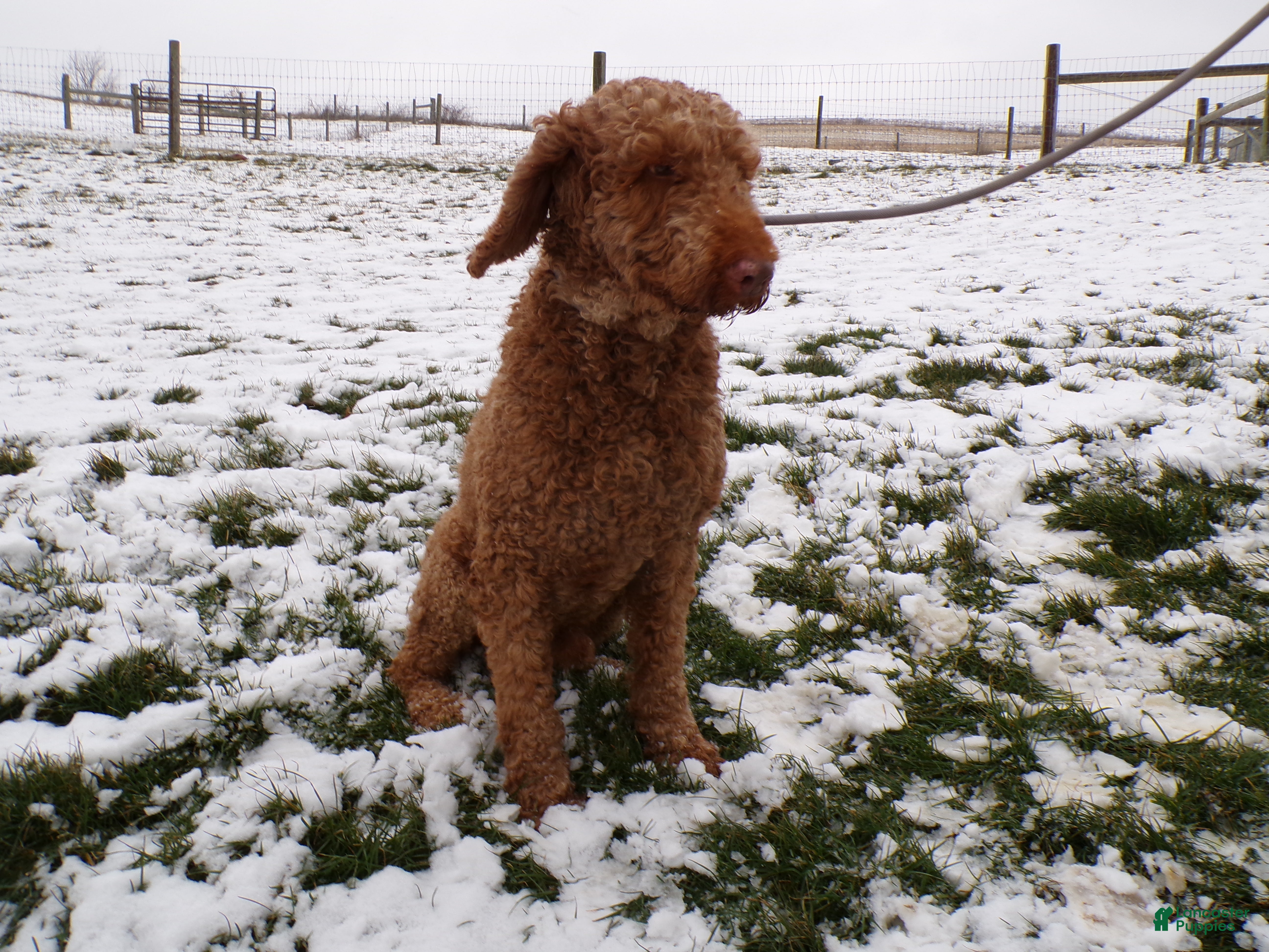 Goldendoodle dogs for sale: Goldendoodle Puppy 1 Laina - Ad 3