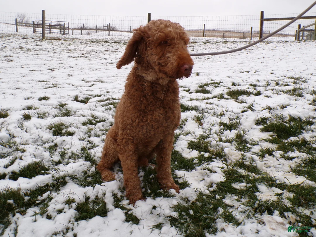 Goldendoodle dogs for sale: Goldendoodle Puppy 1 Laina - Ad 1
