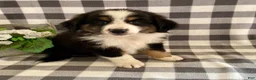 Australian Shepherd dogs for sale: Simba - Ad 3