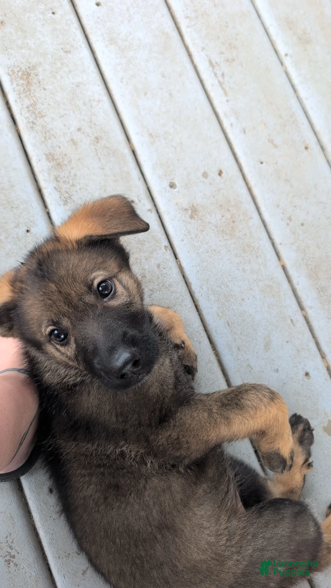 German Shepherd dogs for sale: Priscilla  - Ad 2