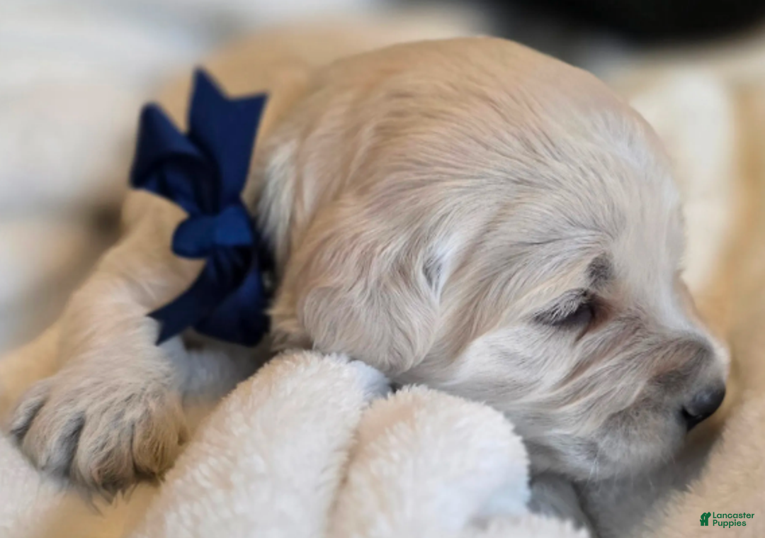 Goldendoodle dogs for sale: Winston - Ad 5