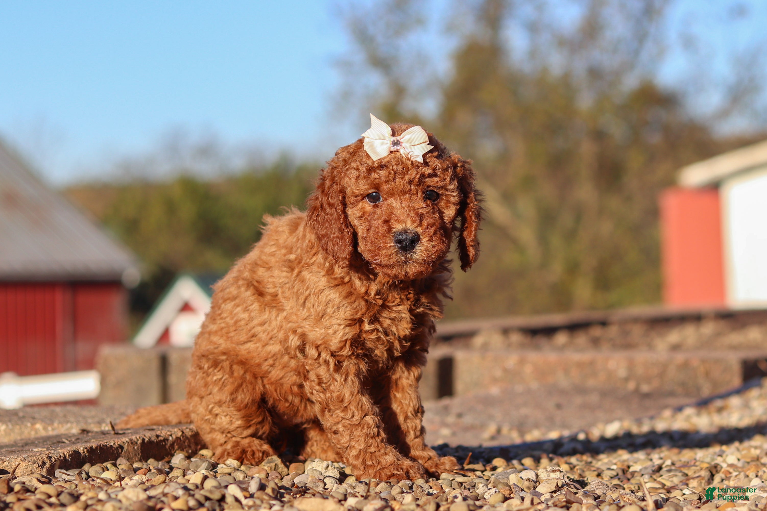 Mini Goldendoodle dogs for sale: Rosie - Ad 2