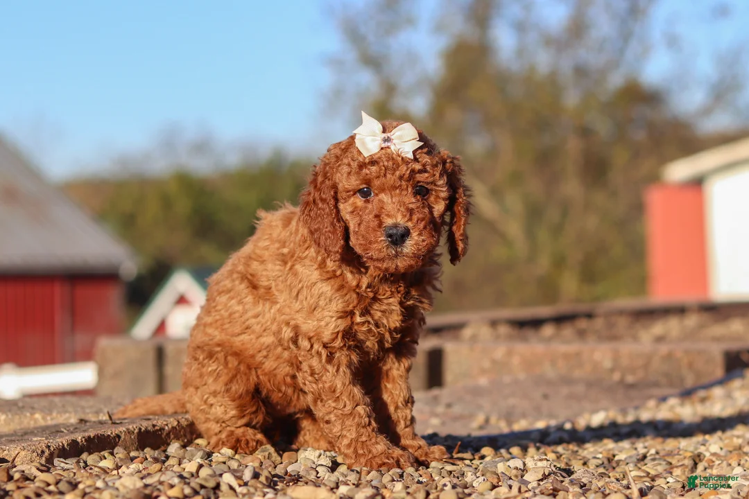 Mini Goldendoodle dogs for sale: Rosie - Ad 2