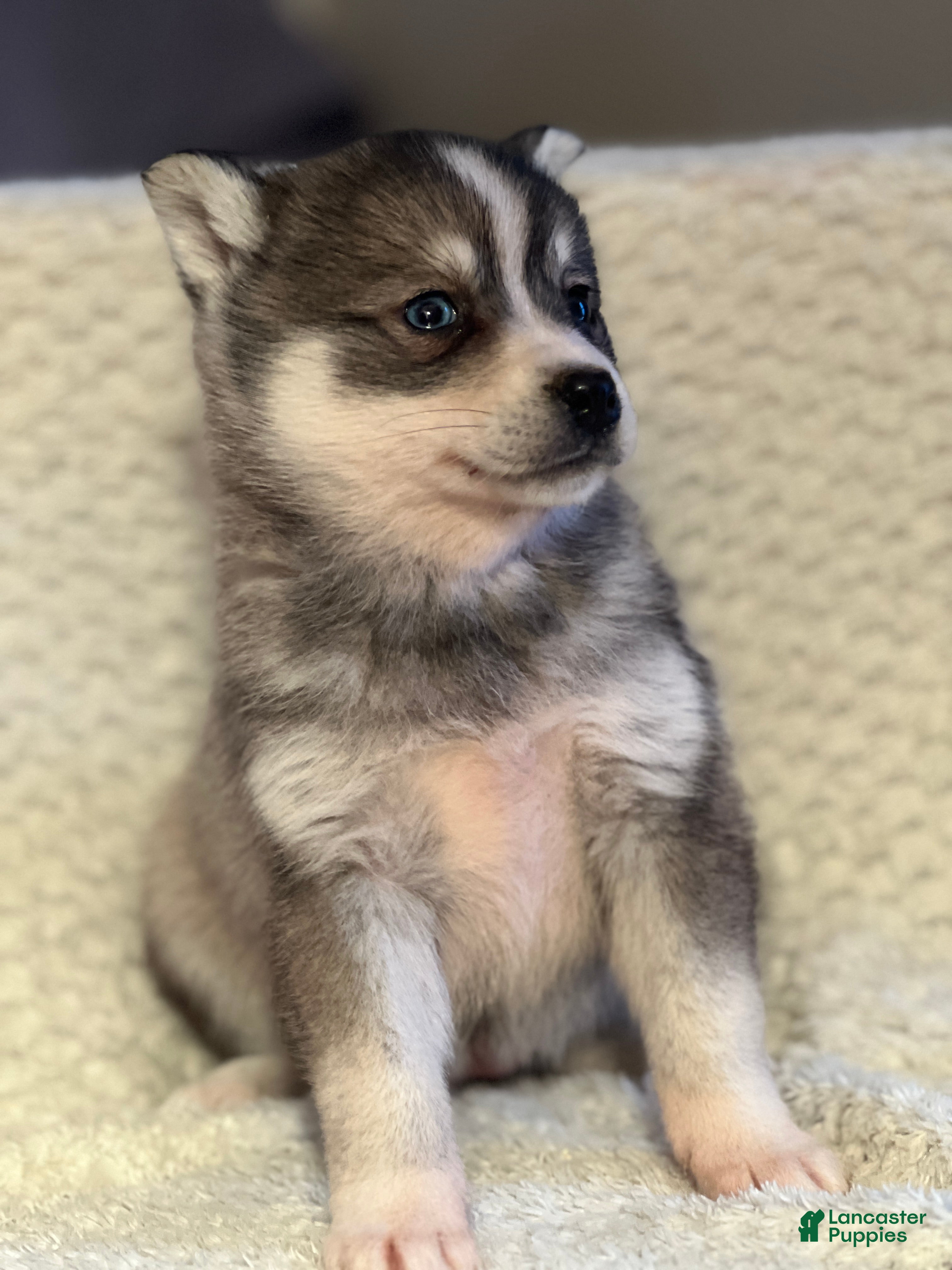 Mixed Breed dogs Priscilla - Ad 2