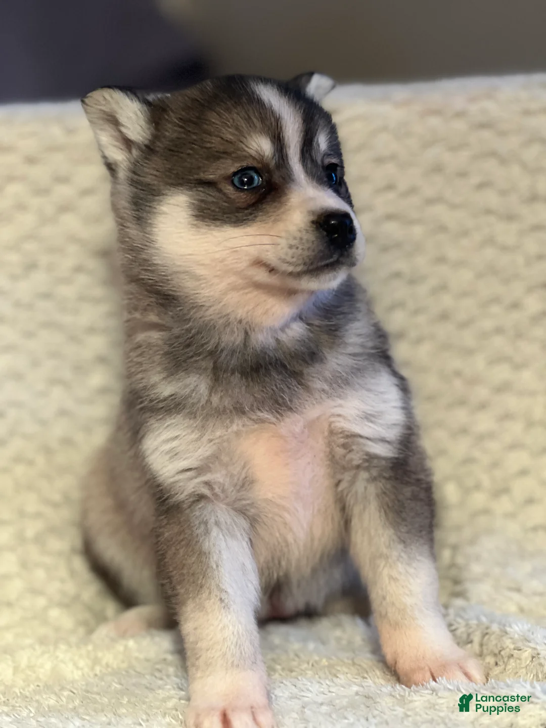 Mixed Breed dogs for sale: Priscilla - Ad 2