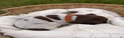 German Shorthaired Pointer dogs for sale: Fields  - Ad 3