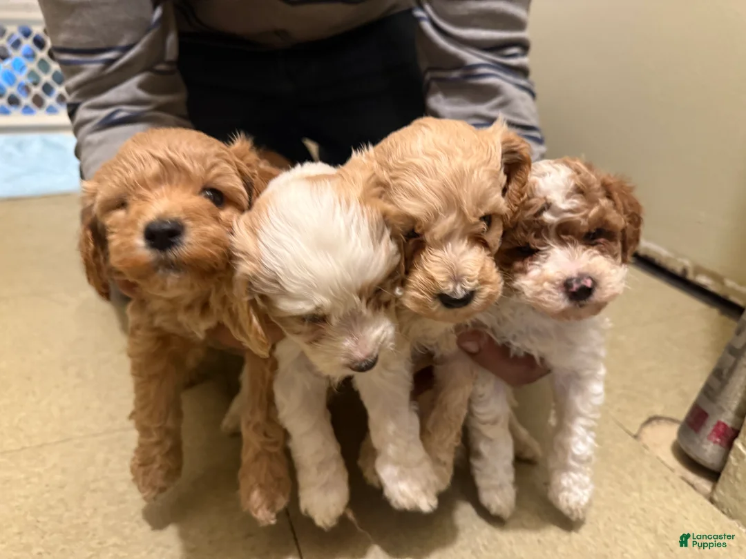 Cavapoo dogs for sale: Cavapoo Puppy 4 - Ad 1
