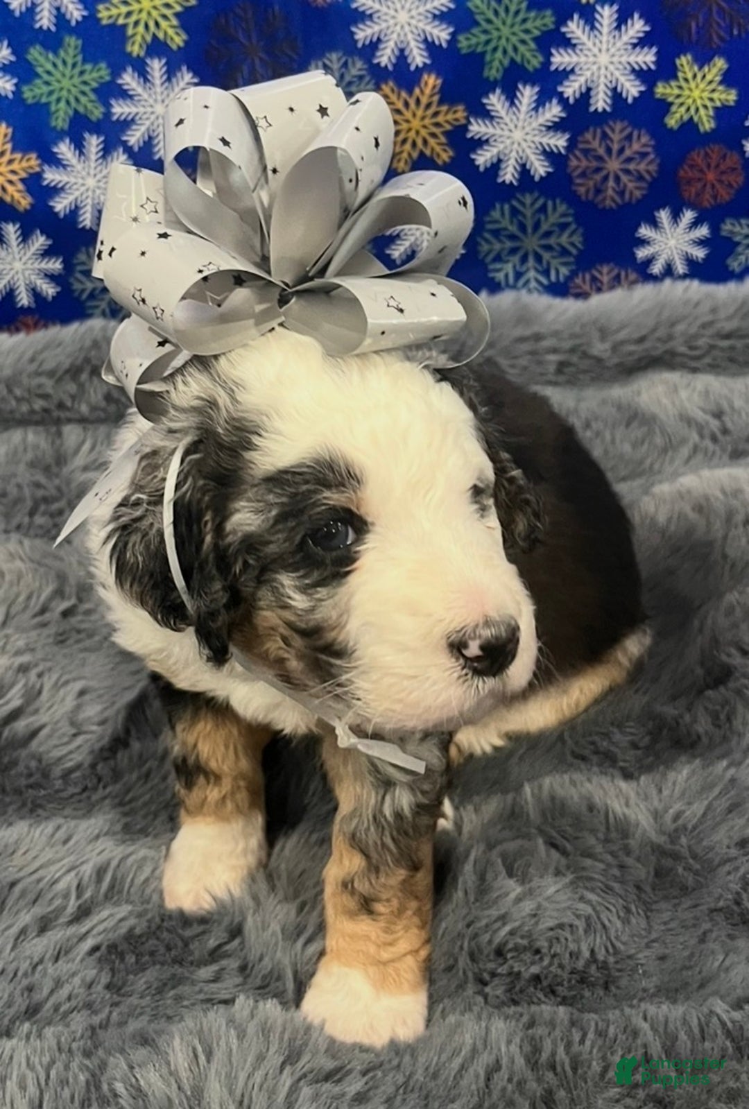 Bernedoodle dogs for sale: Rena  - Ad 4