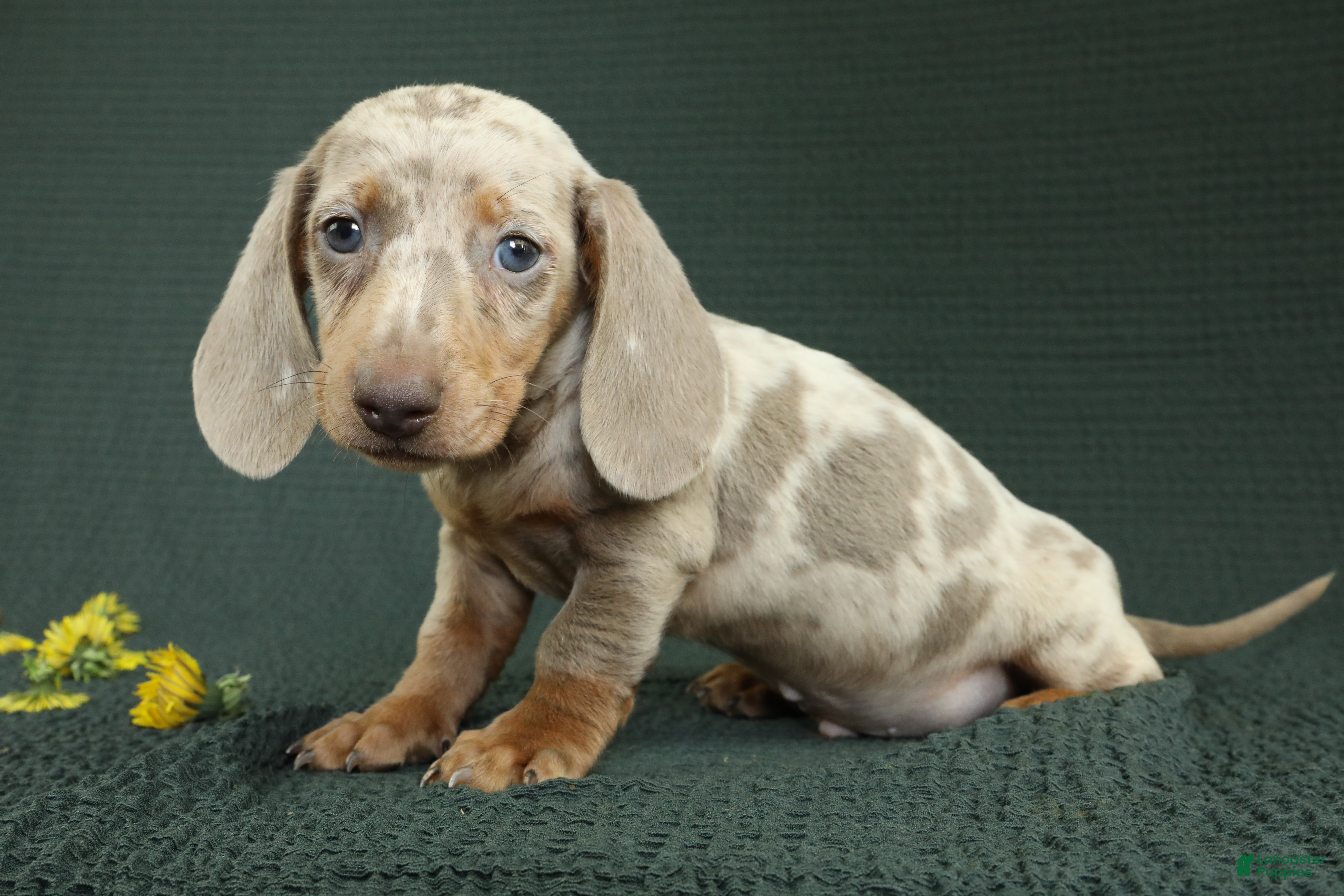 Miniature Dachshund dogs Rome - Ad 1