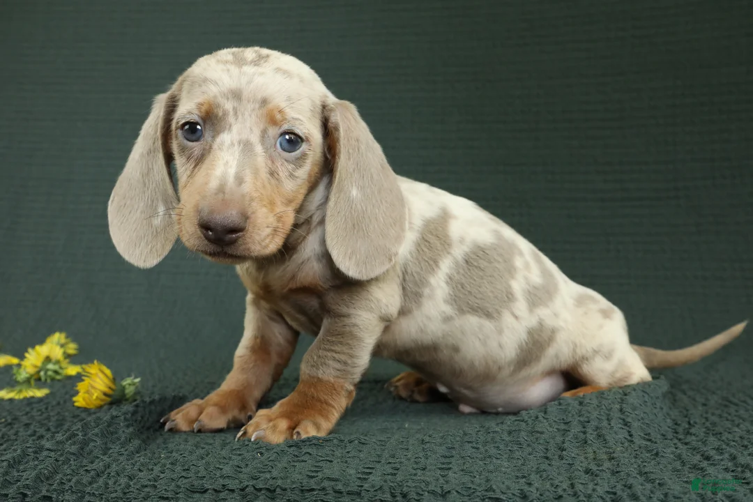Miniature Dachshund dogs for sale: Rome - Ad 1