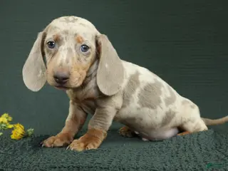 Miniature Dachshund dogs for sale: Rome - Ad 2