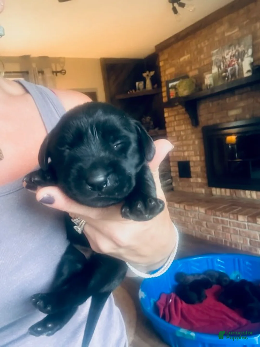 Labrador Retriever dogs for sale: Miles - Ad 2