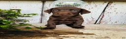 Labrador Retriever dogs for sale: Fiona  - Ad 7
