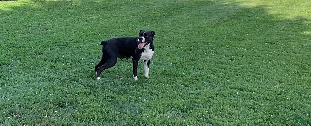 Boxer dogs for sale: Blaine  - Ad 7