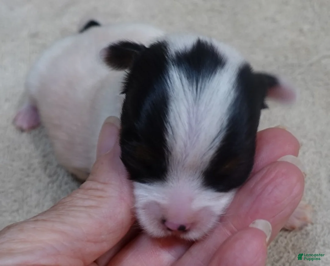 Yorkshire Terrier dogs for sale: Kiva - Ad 1