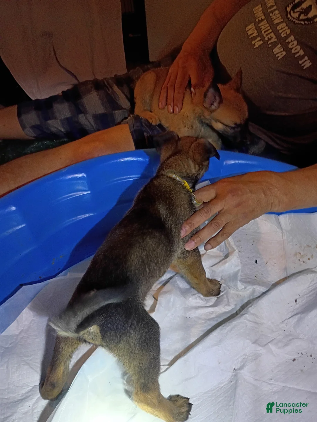 Mixed Breed dogs for sale: Mixed Breed 7 - Ad 1