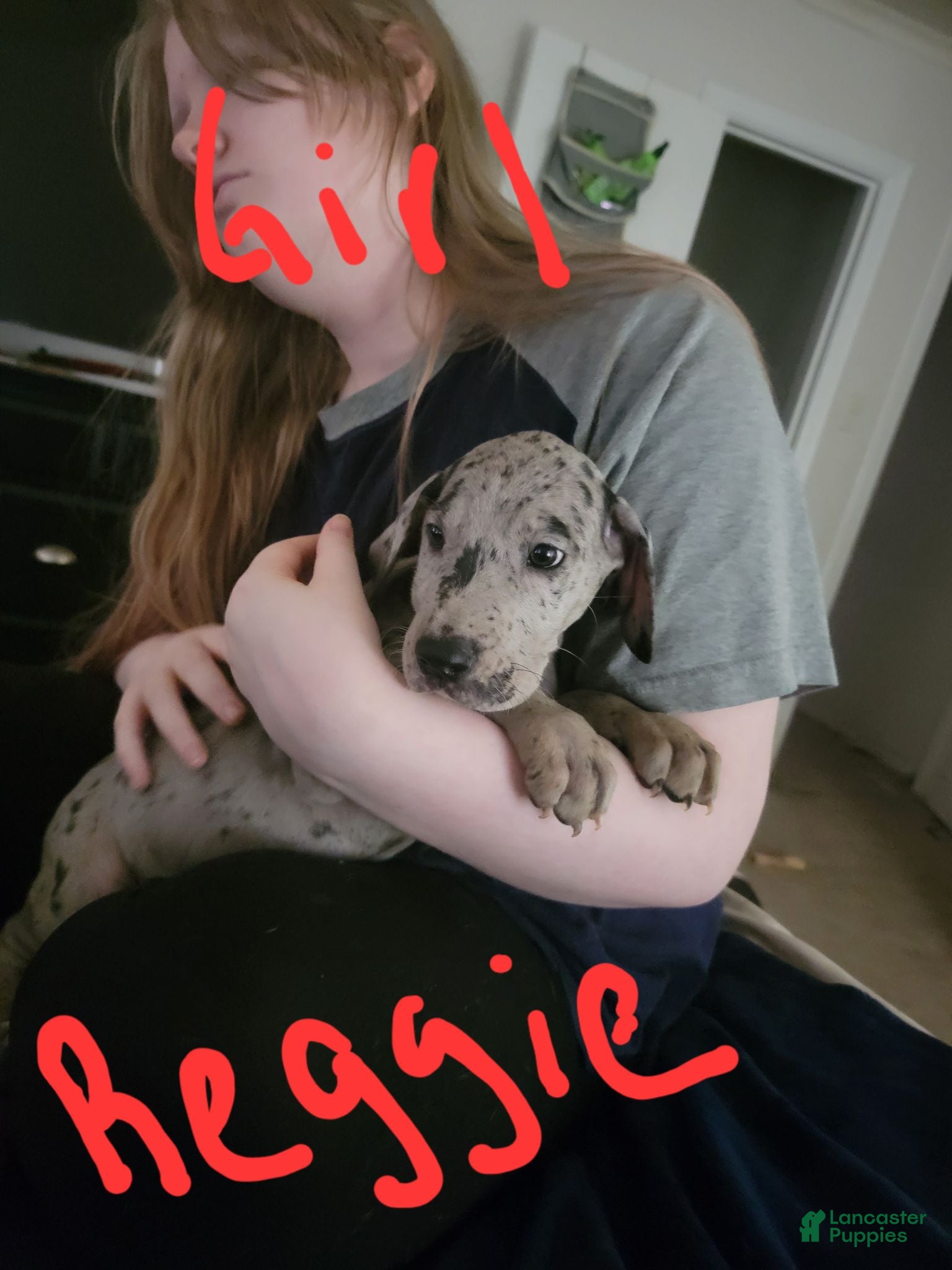 Great Dane dogs Great Dane 7 - Ad 7