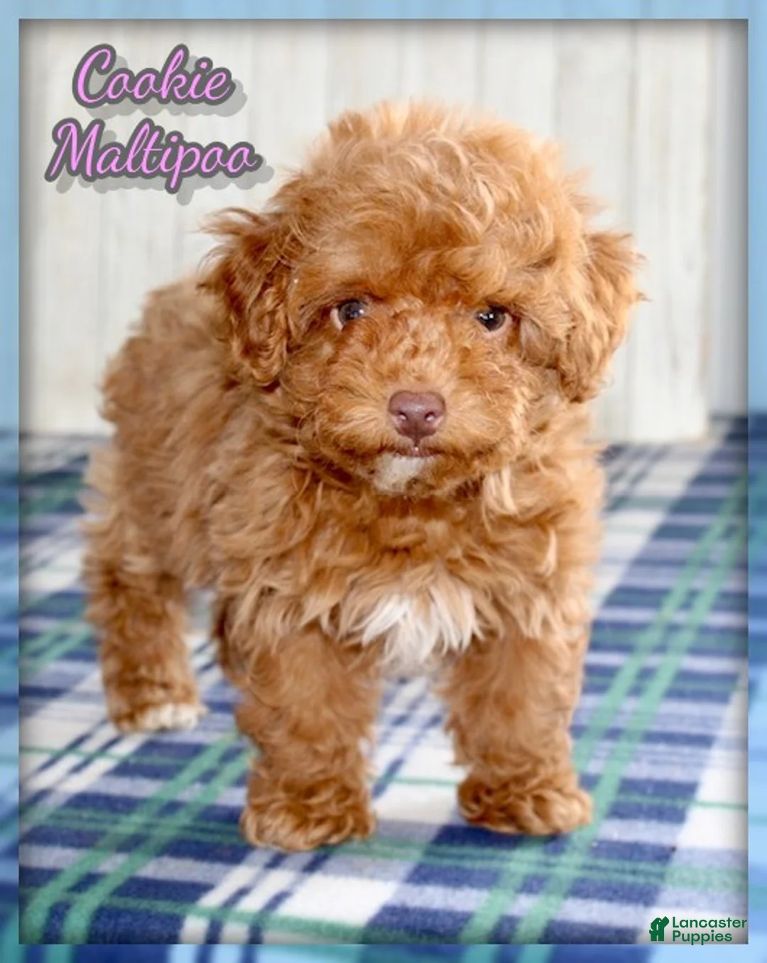 Maltipoo dogs for sale: Cookie - Ad 1