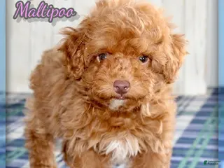 Maltipoo dogs for sale: Cookie - Ad 1
