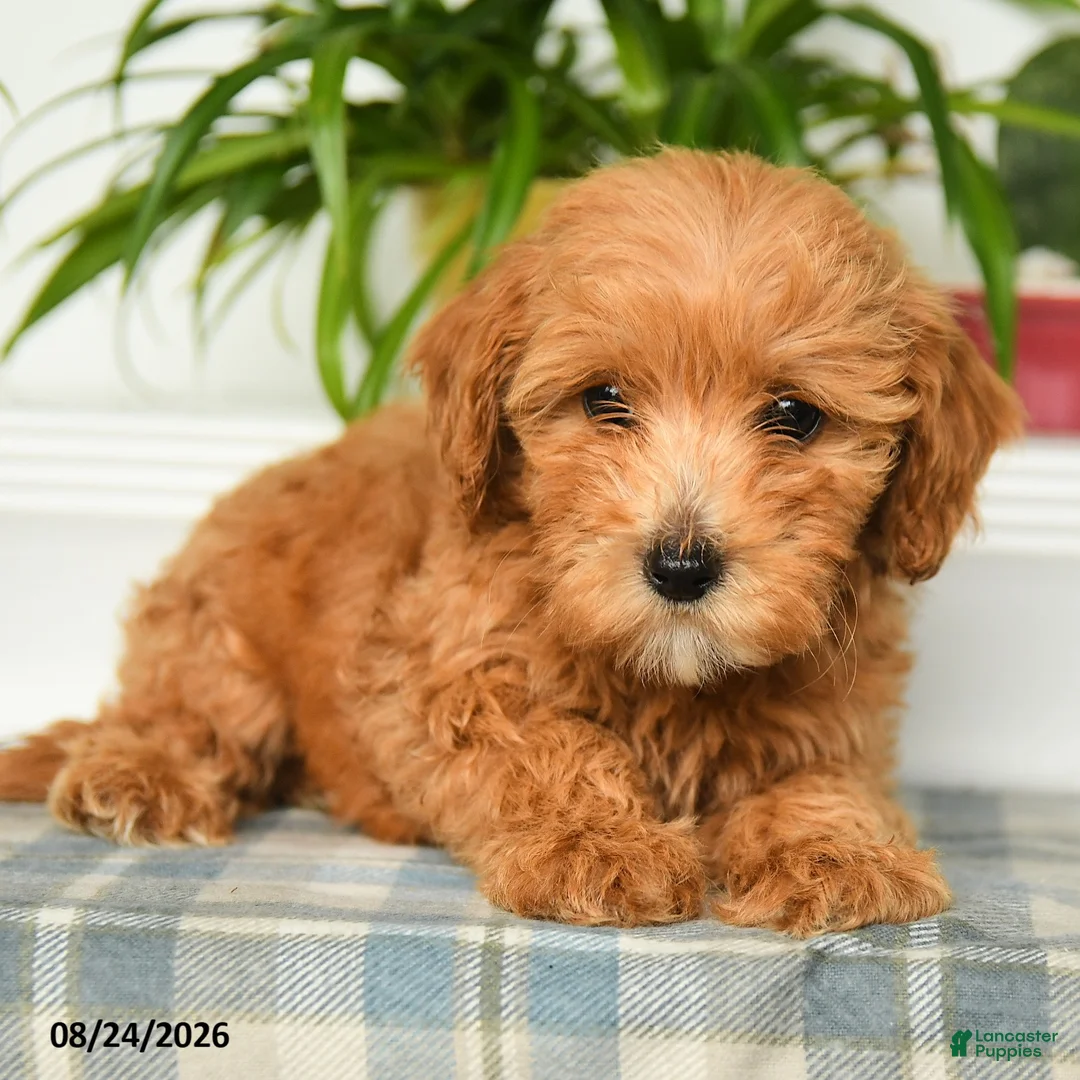 Mini Goldendoodle dogs for sale: Trixy - Ad 5