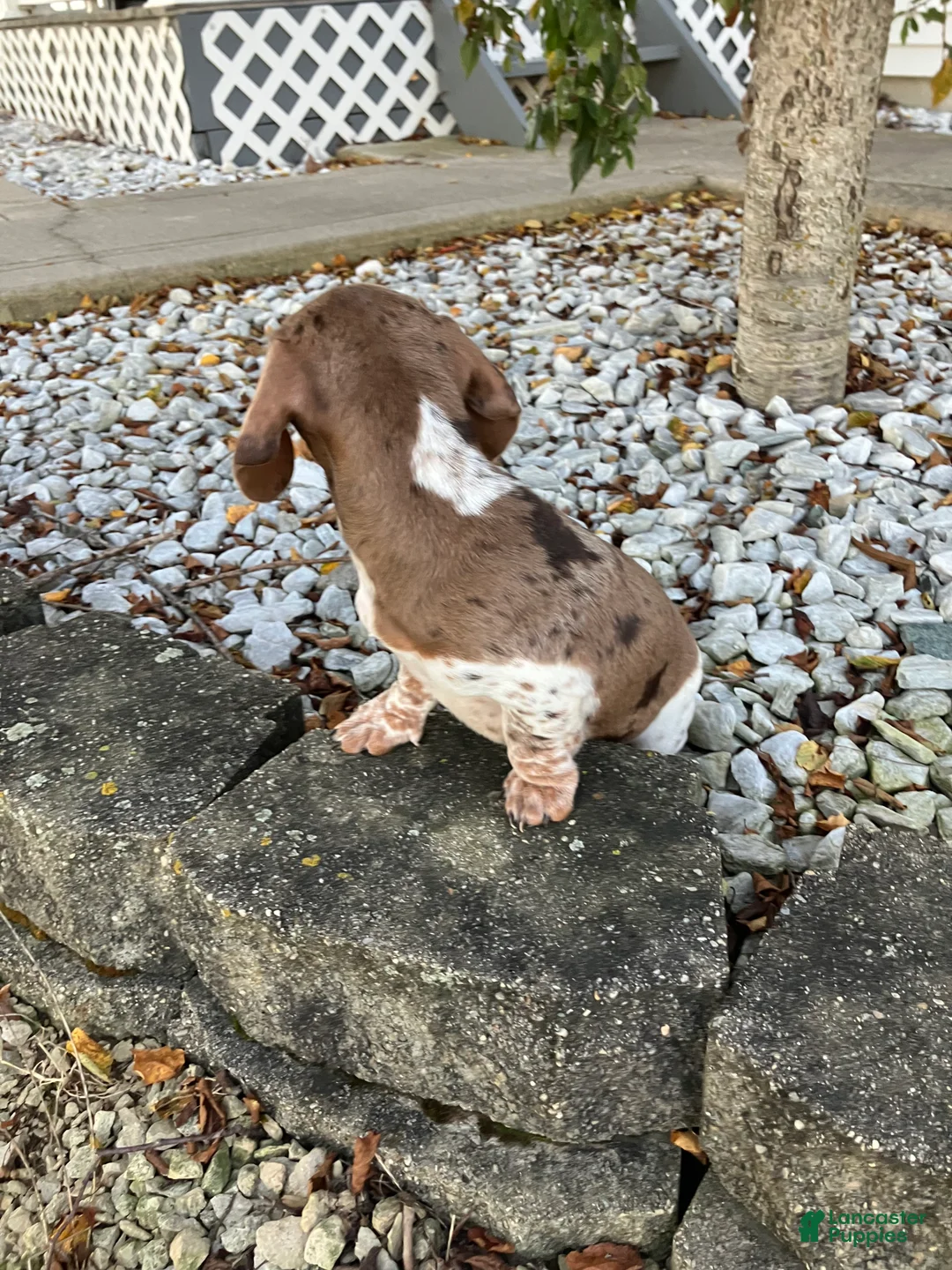Miniature Dachshund dogs for sale: Akc Jill - Ad 2