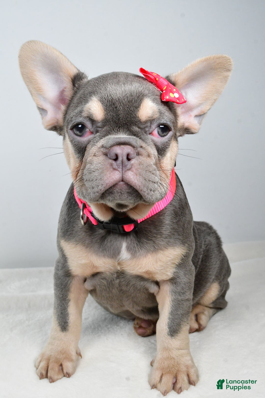 French Bulldog dogs for sale: Clover  - Ad 5