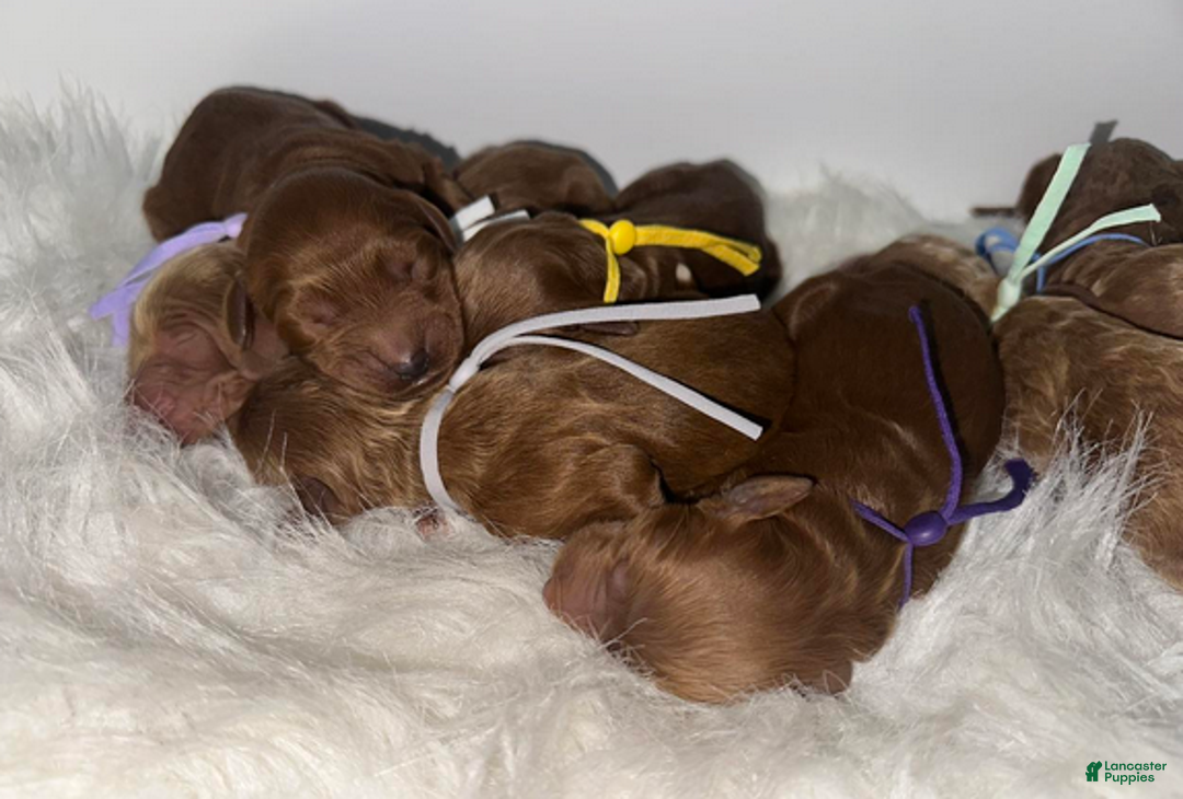 Goldendoodle dogs for sale: Girl 10 - Ad 3