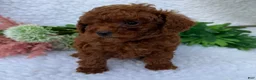 Toy Poodle dogs for sale: Oliver - Ad 4