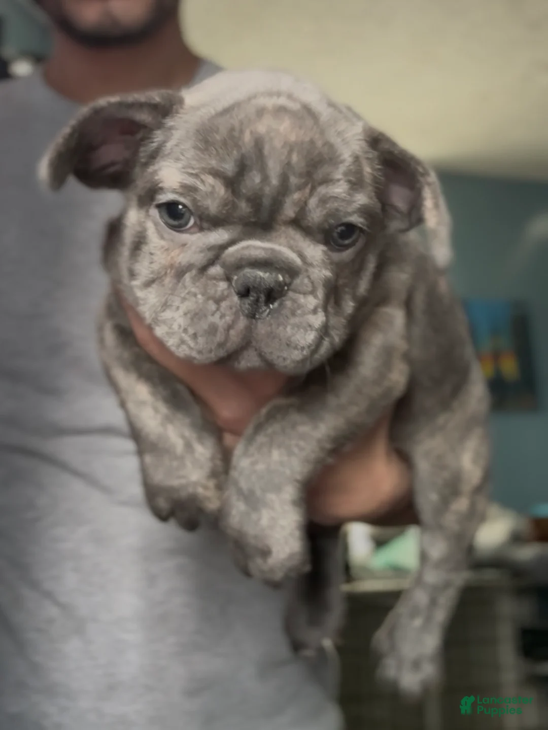 French Bulldog dogs for sale: Brindle - Ad 4