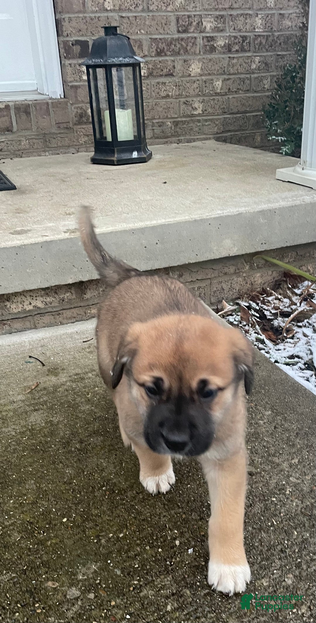 Mixed Breed dogs for sale: Dancer: one of Santa’s Rein-puppies - Ad 2
