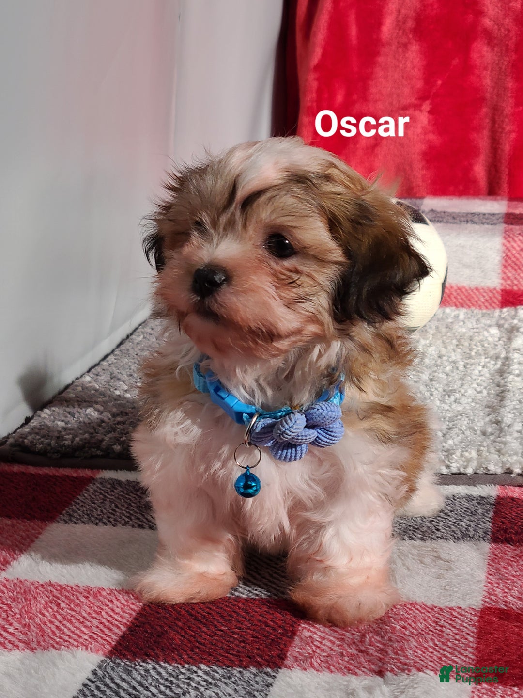 Teddy Bear dogs for sale: Oscar  - Ad 5