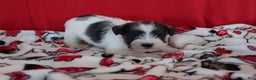 Miniature Schnauzer dogs for sale: tommy - Ad 2