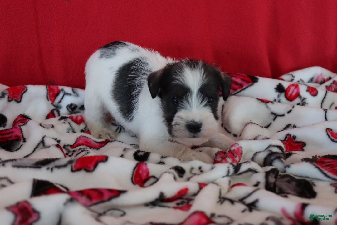 Miniature Schnauzer dogs for sale: tommy - Ad 2