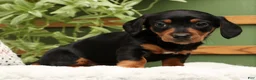 Miniature Dachshund dogs for sale: Sammy - Ad 4