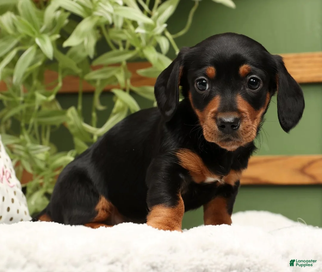 Miniature Dachshund dogs for sale: Sammy - Ad 4